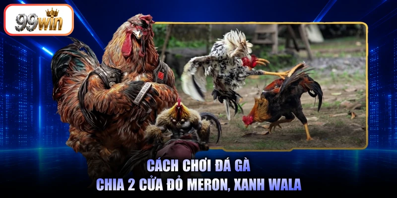 Cách chơi đá gà chia 2 cửa đỏ Meron, xanh Wala