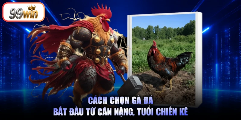 Cách chọn gà đá bắt đầu từ cân nặng, tuổi chiến kê