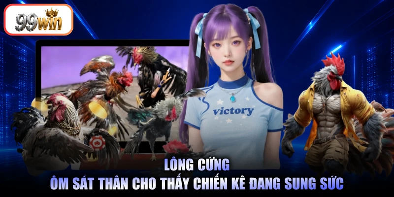 Lông cứng ôm sát thân cho thấy chiến kê đang sung sức