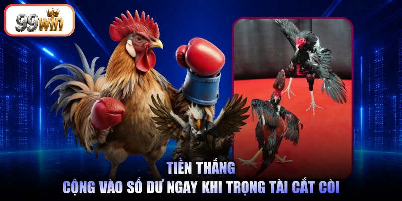 Tiền thắng cộng vào số dư ngay khi trọng tài cắt còi